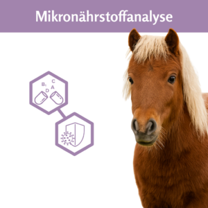Produktbild der Mikronährstoffanalyse für Pferde – mit braunem Welsh A Pony und Icons für Vitamine, Immunsystem und Nährstoffe, auf weißem Hintergrund und mit lila Header in Praxisfarbe von Tierischfit.